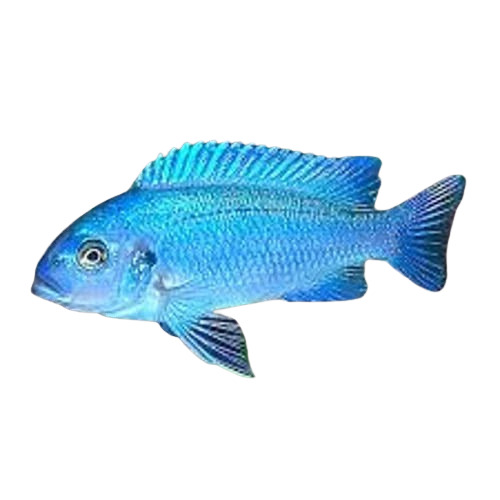 Aquarium Fish - Color: Ice Blue