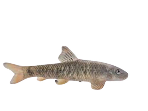 Garra Rufa Fish - Whole, Sea Bass, Alive Quality , Skinless Processing, Preserved in Water for Aquatic Environments