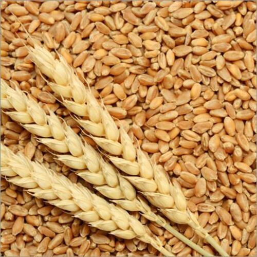 Indian Wheat Grain - Varietal Wheat, 100% Purity, Brown Color, Hard Texture | Ideal for Cooking, Naturally Dried, Grade A Quality
