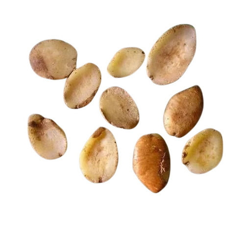 Mango Fruit Seeds - Color: Brown