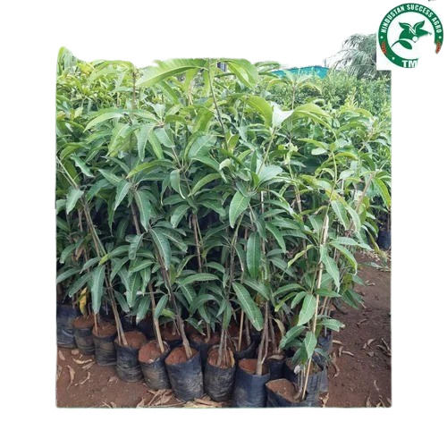 Mango Tree Plants - Variety: Jasmine