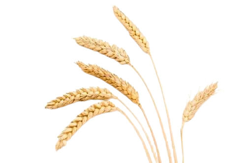 Organic Wheat