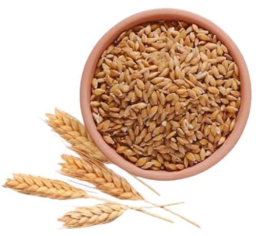 Pure Wheat Grain - 100% Pure, Very Good Quality | Fresh Brown Bread Wheat for Healthy Cooking
