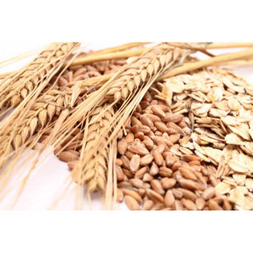 Wheat Grain Seeds - Color: Brown