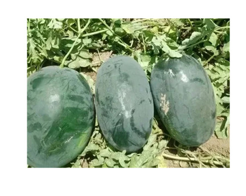 A Grade Watermelon - Color: Green