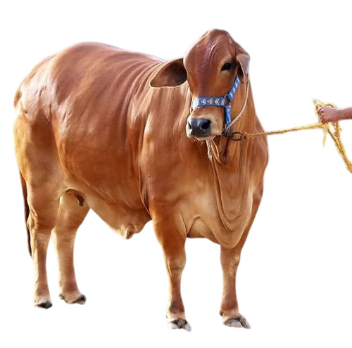 Adult Sahiwal Cow - Color: Brown