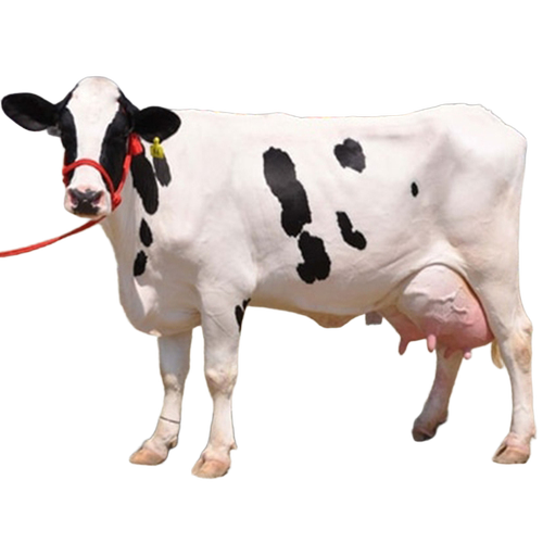 Hf Cow - Color: White/Black