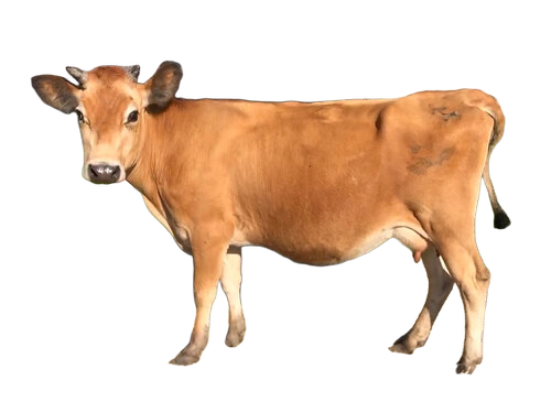 Jersey Cow By Divya Jyoti Dairy Farm