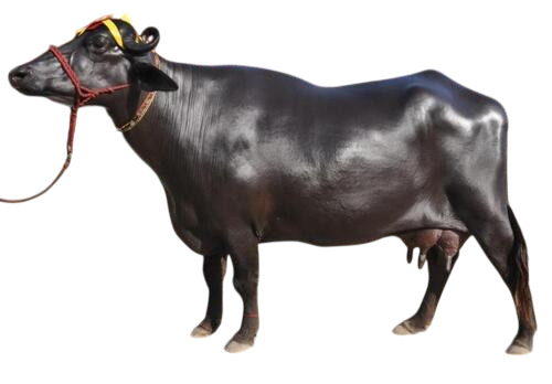 Murrha Buffalo - Color: Black