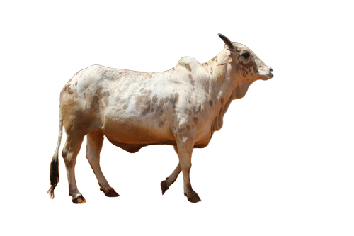 Rathi Cow - Breed: Rati