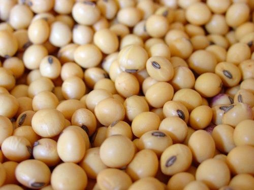 Soybeans Soya Bean