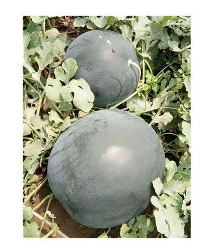 Sweet Watermelon - Color: Green