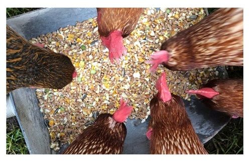 Chicken Feed - Color: Yellow