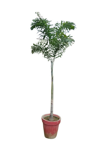 Green Palm Trees - Material: Glass