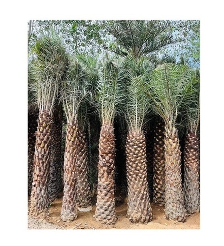 Palm Trees - Breed: Coconut Caroline