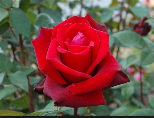 Rose Flowers - Dried Jasmine Variety | Fresh Red Standard Size, Ideal for Gifting and Decoration, Not Included with Vase