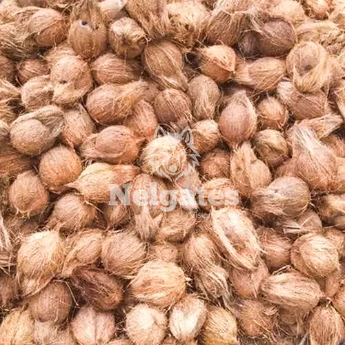 Fully Husk Coconut By Nelgates Technologies Pvt Ltd