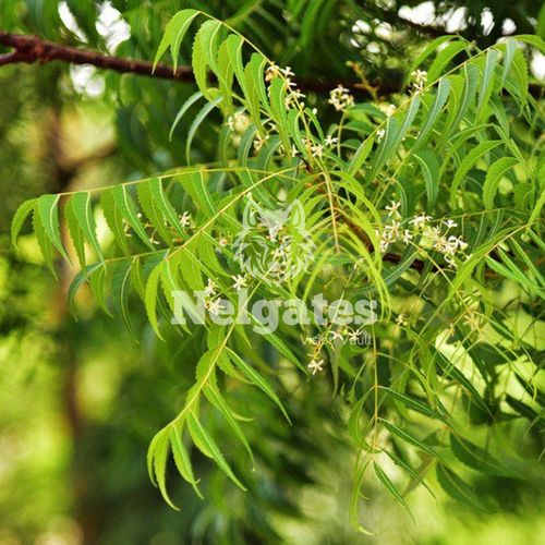 Neem oil Cake
