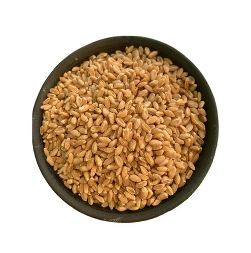 Sharbati Wheat - Granular, Beige Color | Premium Quality, Nutrient Enriched, Pesticide-free, Preservative-free, Rich In Vitamins & Protein