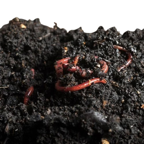 Best Vermicompost