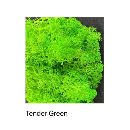 Preserved Coloured Moss