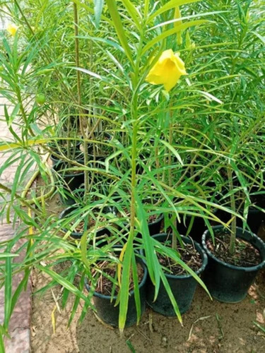Kaner Flower Plant - Fresh Organic Yellow Kaner Plant, 3-4 Feet Green Stem | Clay Soil Adaptation, Well Watered Care, 1 Month Shelf Life