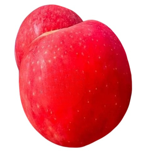 Rose Apple - Fresh, Very Good Quality, Sweet-Tasting Red Fruit | Whole Oval Shape, Standard Size, 10 Days Shelf Life, Good for Health