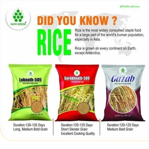 Loknath-505 Paddy Seeds - Organic Hybrid Brown Rice, 3kg PP Bag | 99% Purity, 8% Moisture, Good Cultivation Style, Shelf Life 9 Months