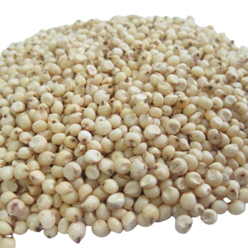 Sorghum Seeds - Color: Brown