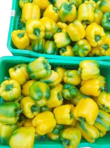 yellow capsicum