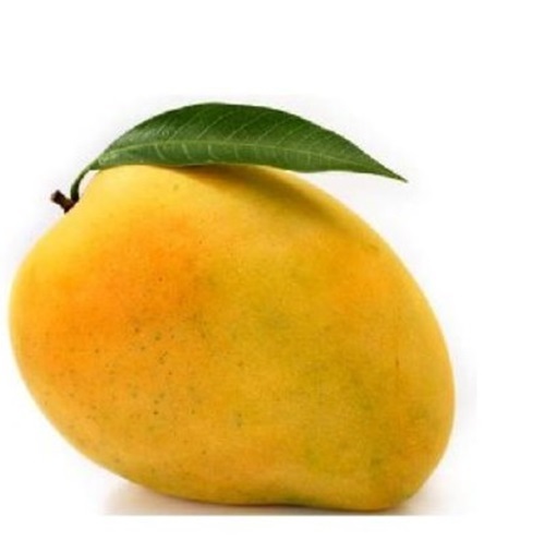 Fresh Mango - Organic A Grade Sweet Round Whole Fruit | Nutrient-Rich Yellow Delight