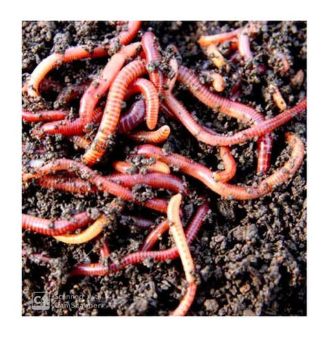 Vermicompost Fertilizer - Admixture (%): Yes..