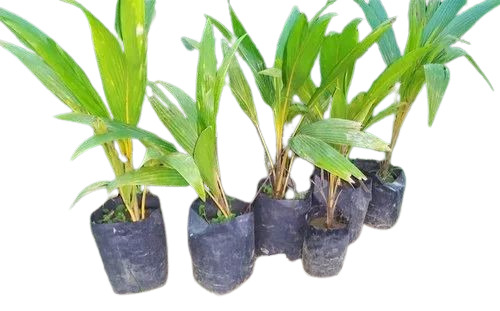 Coconut Fruit Plant - Acidic Clay Garden Soil, 2-3 Feet Tall, A Grade Stem, Green Color, Full Sun Exposure Requirement