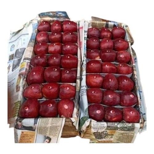 Red Delicious Apple - Cultivation Type: Greenhouse