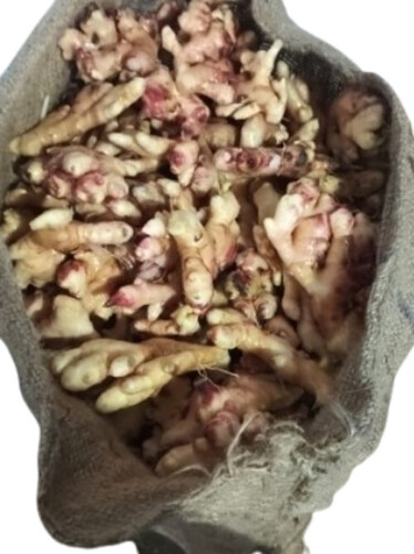 Fresh Ginger Root - Firm, Juicy Quality | Aromatic, Antioxidant-Rich, Ideal for Cooking and Teas
