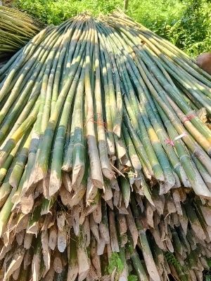 Dried Bamboo Sticks