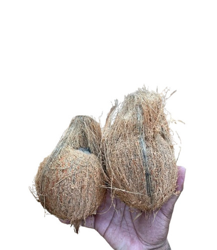 Indian Semi Husked Coconut - Optimum Quality, Whole Round Shape, Brown Color, Dried Style, Food Grade, Vegetarian Specialty