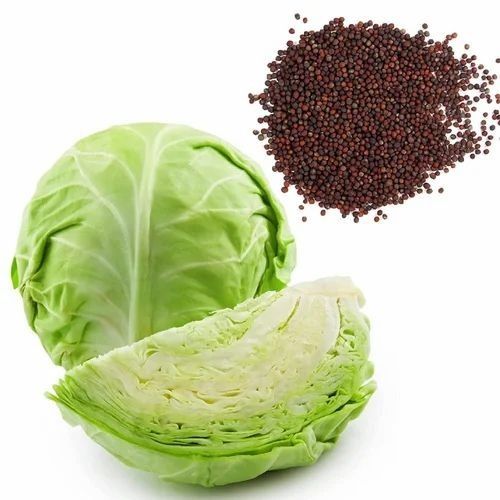 Cabbage Vegetable Seed - Grade: A