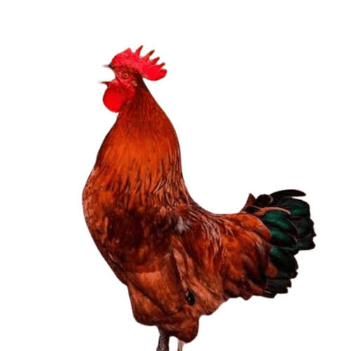 Live Chicken - Feature: All