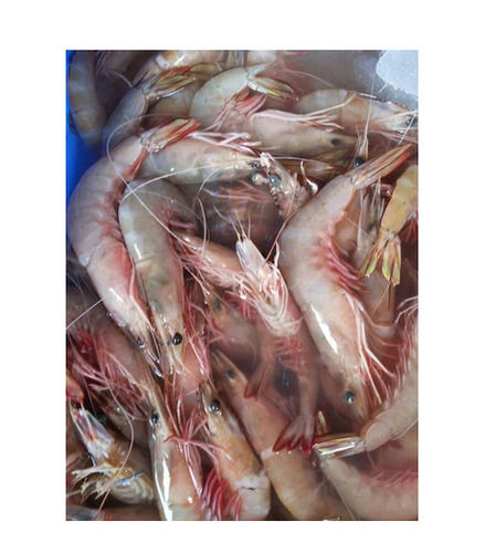 Frozen Prawns