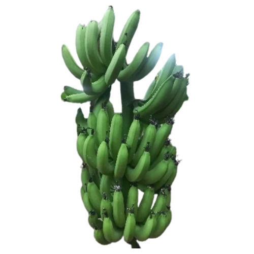 Green Bananas - Cultivation Type: Common