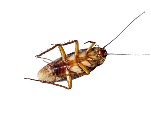 Cockroach Pest Control Service