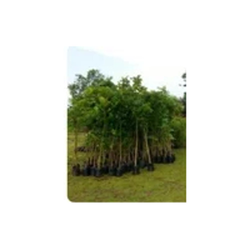 Nurseries Tree - Well Watered Soil, Green Color | Lush Green Canopy for Shade, Enhanced Air Quality, Noise Reduction, Soil Erosion Control