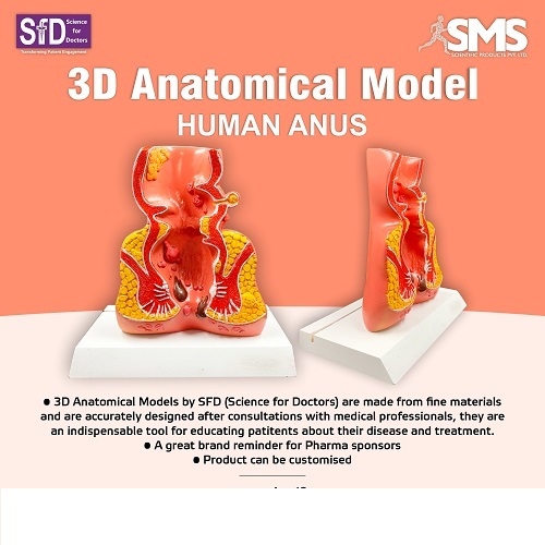 3D Anatomical Model - Anus