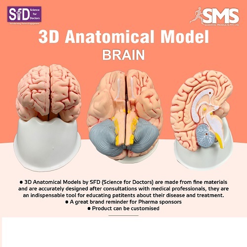 3d Anatomical Model - Brain