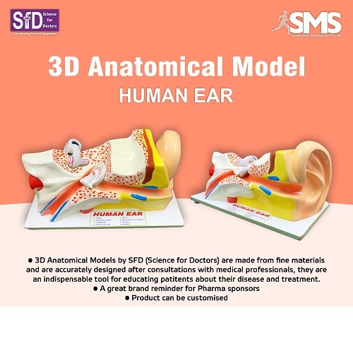 3d Anatomical Model -Ear_1