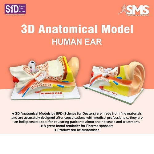 3D Anatomical Model - Ear