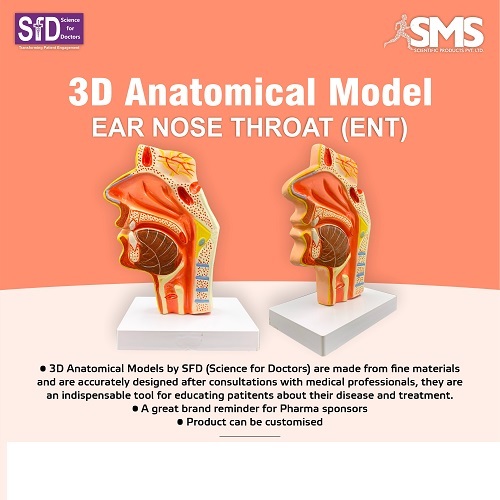 3D Anatomical Model - Ear Nose Throat ENT