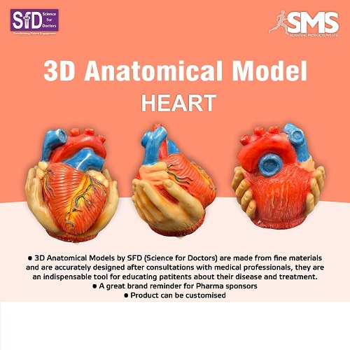 3D Anatomical Model - Heart