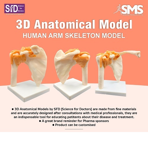 3D Anatomical Model - Human Arm Skeleton model